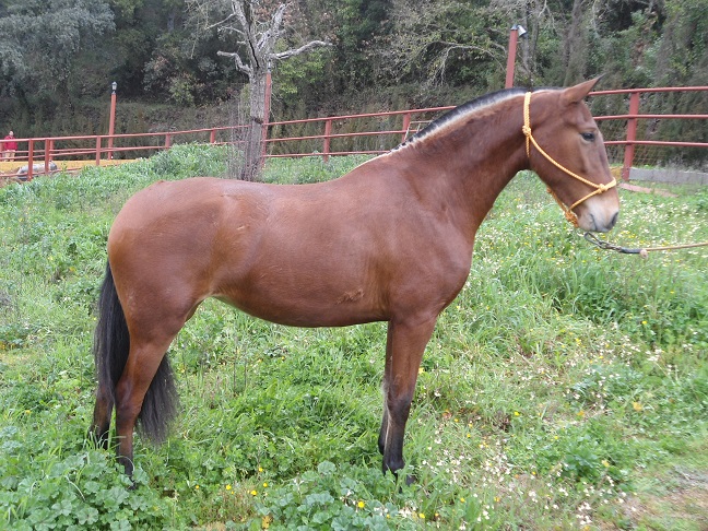 Caballo en Venta
